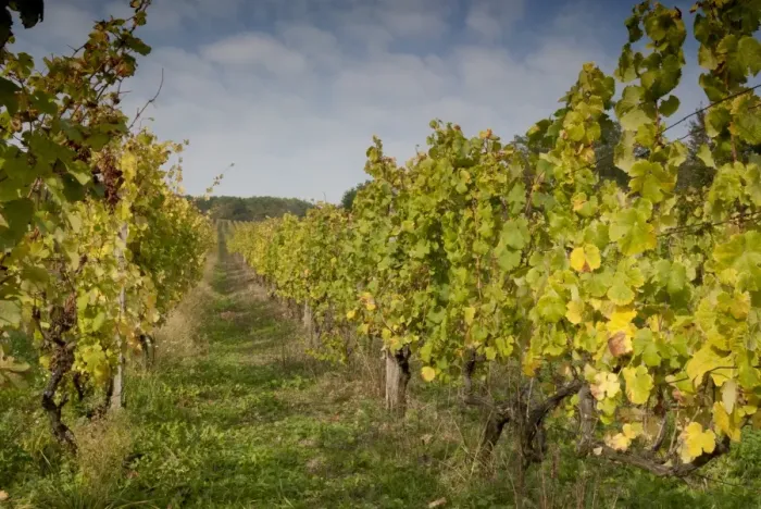 Framed Print : Vineyard above village of Vlcnov, Zlinsko, Czech Republic, Europe Framed Print : Vineyard above village of Vlcnov, Zlinsko, Czech Republic, Europe