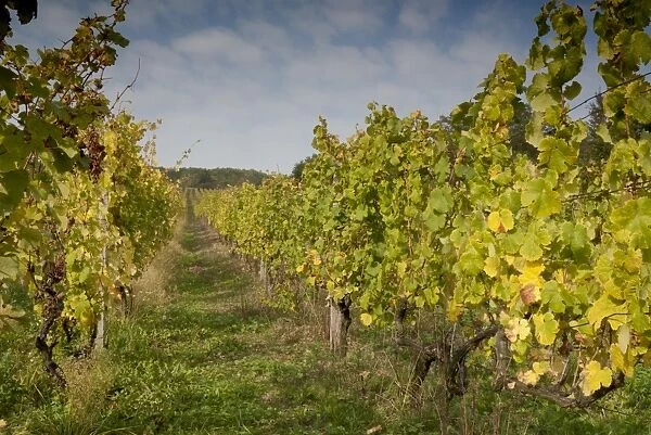 Vineyard above village of Vlcnov, Zlinsko, Czech Republic, Europe