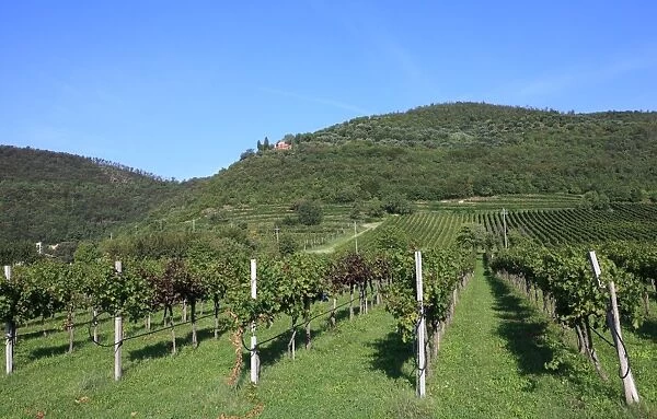 Vineyard, Vincenza, Veneto, Italy, Europe