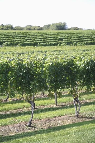 Vineyard of Winery, The Hamptons, Long Island, New York, United States of America