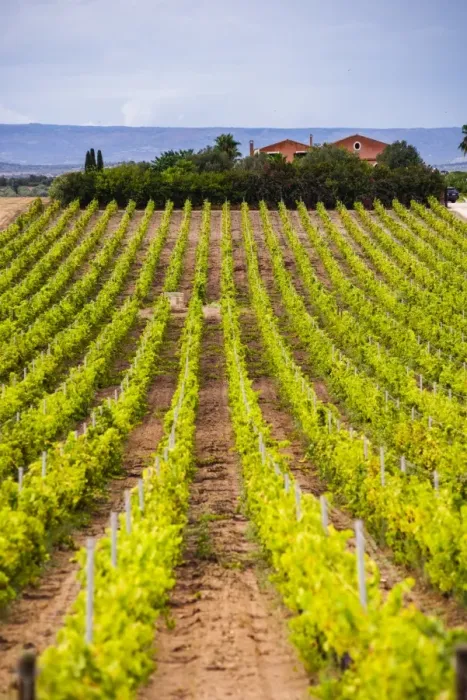 Framed Print : Vineyard at a winery near Noto, South East Sicily, Italy, Europe Framed Print : Vineyard at a winery near Noto, South East Sicily, Italy, Europe