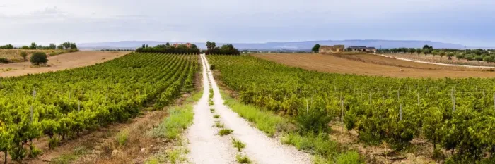 Framed Print : Vineyard at a winery near Noto, South East Sicily, Italy, Europe Framed Print : Vineyard at a winery near Noto, South East Sicily, Italy, Europe