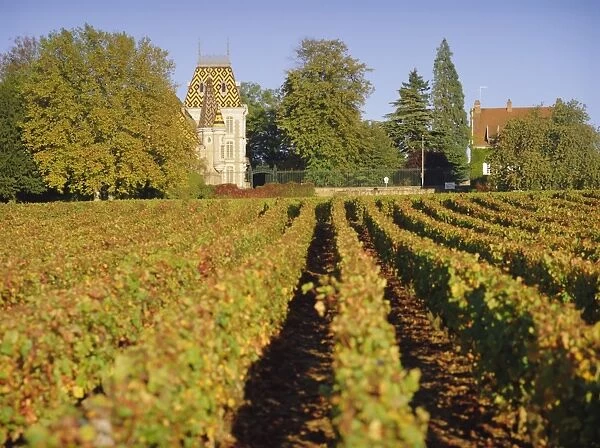 Vineyards, Aloxe Corton, Cote d Or, Burgundy, France, Europe