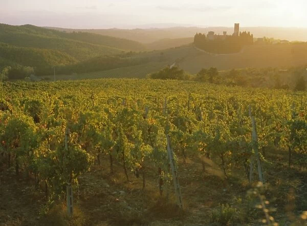 Vineyards and ancient monastery
