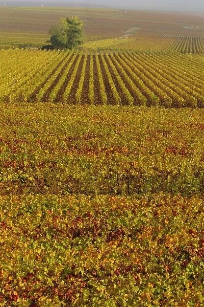 Vineyards in autumn, Champagne, France, Europe