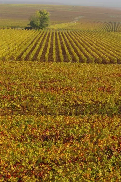 Framed Print : Vineyards in autumn, Champagne, France, Europe Framed Print : Vineyards in autumn, Champagne, France, Europe