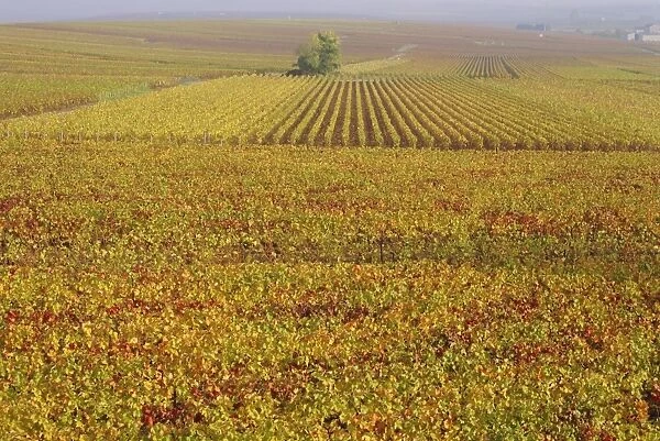 Vineyards in autumn, Champagne region, France, Europe