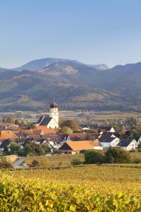 Framed Print : Vineyards in autumn, Ehrenkirchen, District Ehrenstetten, Markgrafler Land, Black Forest, Baden Wurttemberg, Germany, Europe