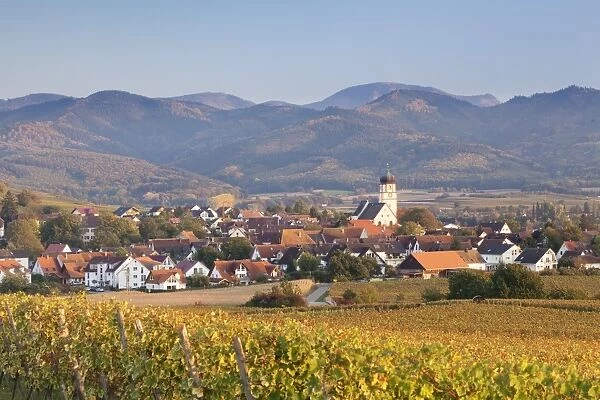 Vineyards in autumn, Ehrenkirchen, District Ehrenstetten, Markgrafler Land, Black Forest, Baden Wurttemberg, Germany, Europe