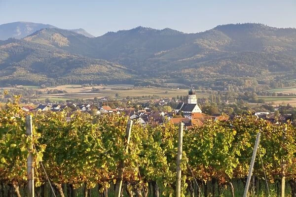 Vineyards in autumn, Ehrenkirchen, District Ehrenstetten, Markgrafler Land, Black Forest, Baden Wurttemberg, Germany, Europe