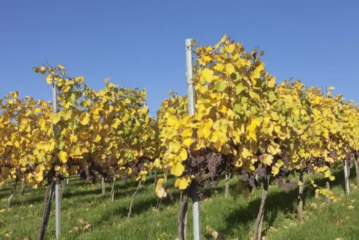 Framed Print : Vineyards in autumn, Esslingen, Baden Wurttemberg, Germany, Europe Framed Print : Vineyards in autumn, Esslingen, Baden Wurttemberg, Germany, Europe