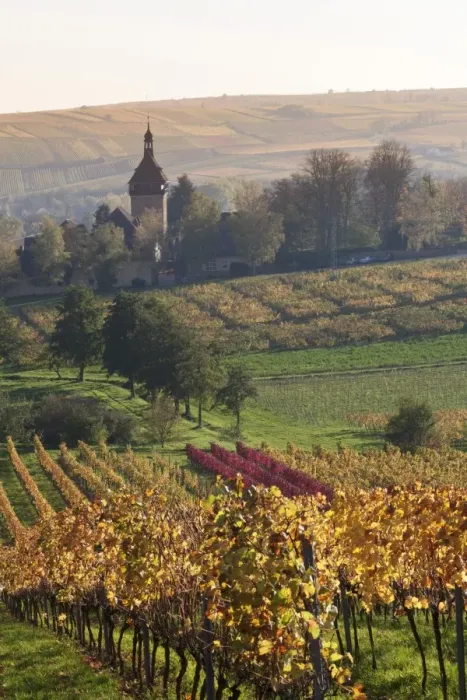 Framed Print : Vineyards in autumn, German Wine Route, Pfalz, Rhineland-Palatinate, Germany, Europe Framed Print : Vineyards in autumn, German Wine Route, Pfalz, Rhineland-Palatinate, Germany, Europe