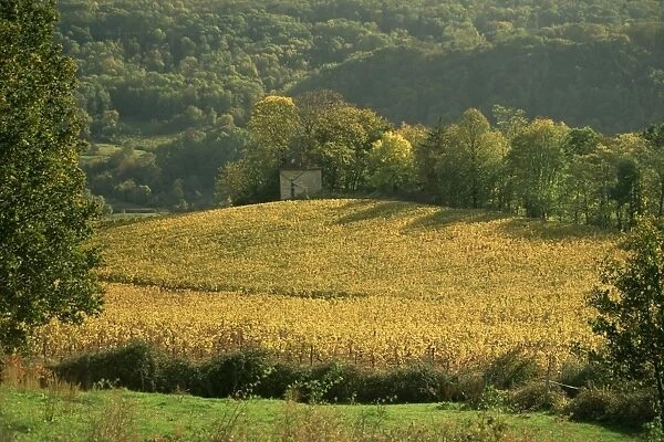 Vineyards in autumn, near Arbois, Jura, Franche Comte, France, Europe