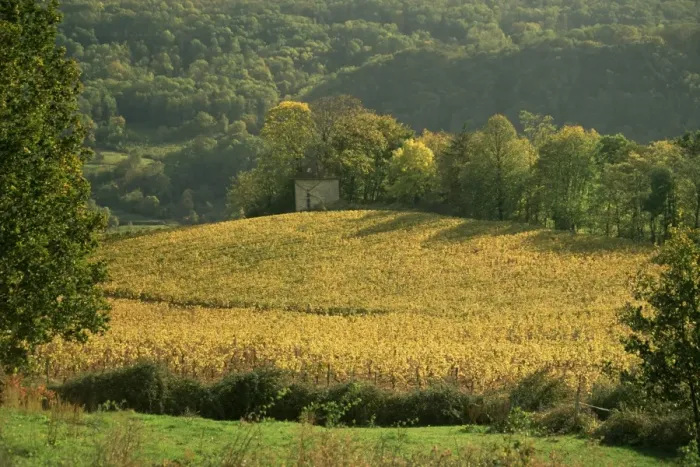 Framed Print : Vineyards in autumn, near Arbois, Jura, Franche Comte, France, Europe Framed Print : Vineyards in autumn, near Arbois, Jura, Franche Comte, France, Europe
