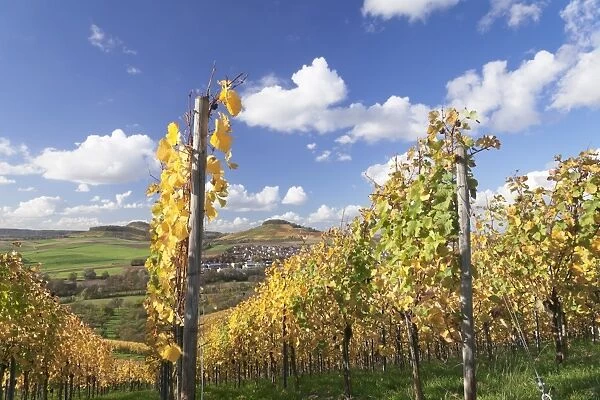 Vineyards in autumn, Oberstenfeld, Ludwigsburg District, Baden Wurttemberg, Germany, Europe