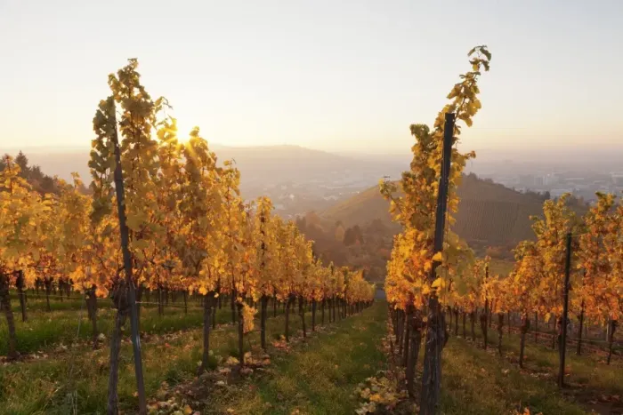 Framed Print : Vineyards in autumn at sunset, Stuttgart, Baden-Wurttemberg, Germany, Europe