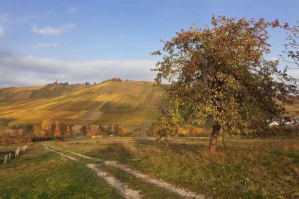 Vineyards in autumn, Weinstadt, Rems Murr District, Baden-Wurttemberg, Germany, Europe