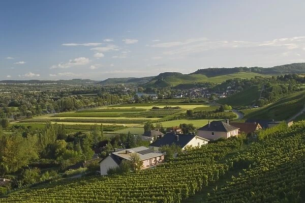 Vineyards on the banks of the Moselle river
