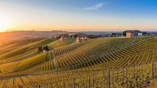 Vineyards at Barbaresco, Piedmont, Italy, Europe