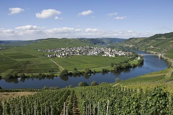 Vineyards bordering the banks of the River Mosel, Germany, Europe