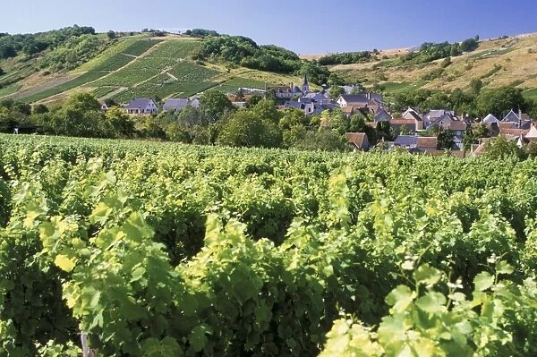 Vineyards at Bue, near Sancerre, Loire Centre, France, Europe