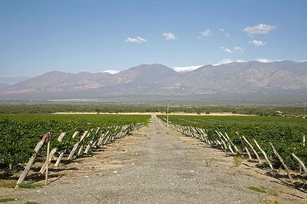 Vineyards in Cafayate, Valles Calchaquies, Salta Province, Argentina, South America