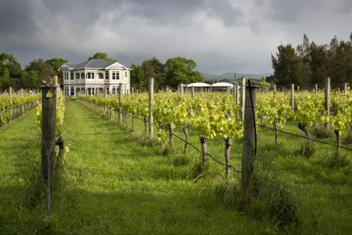 Framed Print : Vineyards of the Cambridge Road Winery, Martinborough, Wellington region, North Island, New Zealand, Pacific Framed Print : Vineyards of the Cambridge Road Winery, Martinborough, Wellington region, North Island, New Zealand, Pacific