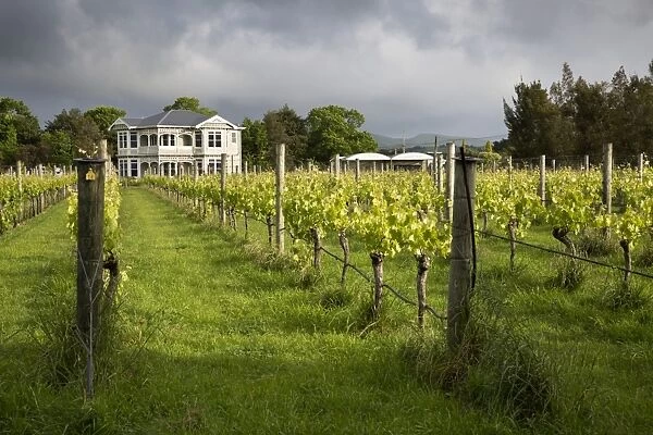 Vineyards of the Cambridge Road Winery, Martinborough, Wellington region, North Island, New Zealand, Pacific