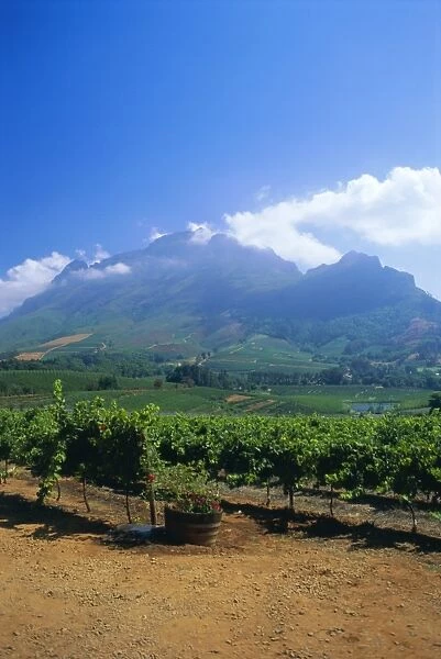 Vineyards in the Cape winelands