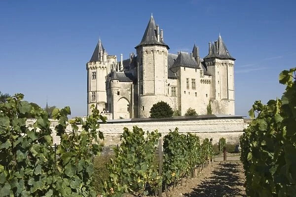 Vineyards around the Chateau de Saumur, Maine-et-Loire, Pays de la Loire, France, Europe
