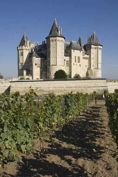 Vineyards around the Chateau de Saumur, Maine-et-Loire, Pays de la Loire, France, Europe