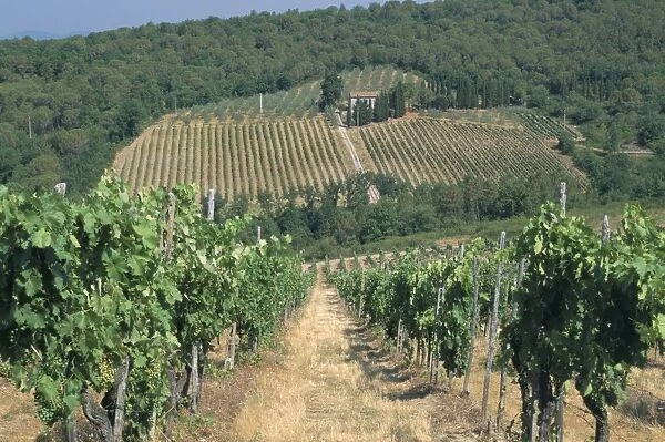 Vineyards, Chianti, Tuscany, Italy, Europe