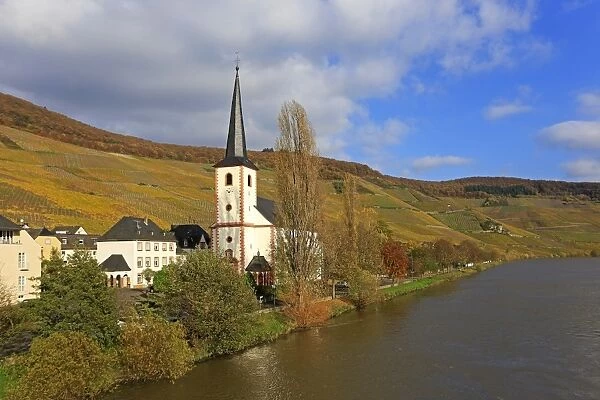 Vineyards and church near Piesport, Moselle Valley, Rhineland-Palatinate, Germany, Europe