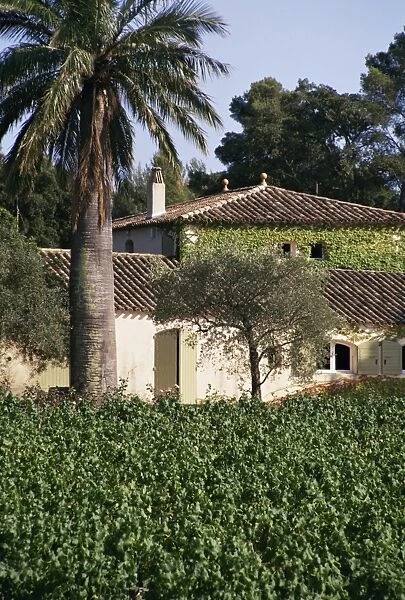 Vineyards, Clos Mireille, Cotes du Provence, Var, Provence, France, Europe