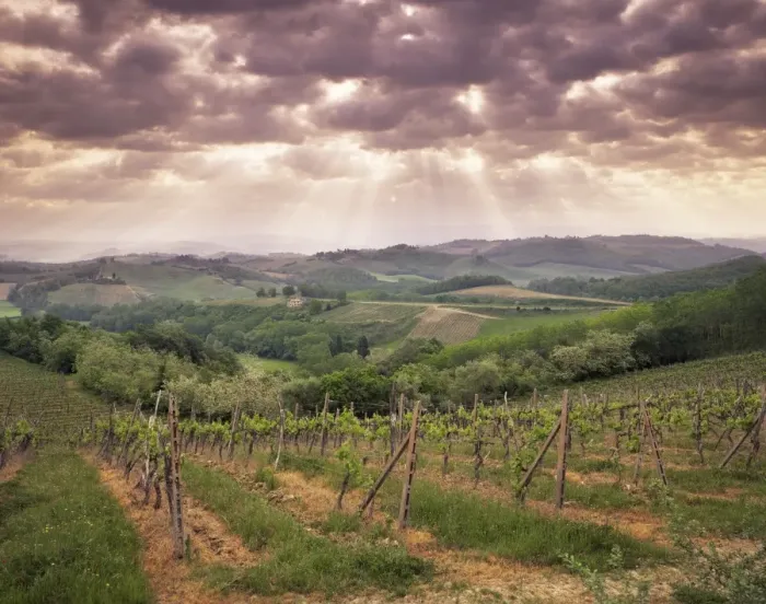 Framed Print : Vineyards and cloudy sky near San Gimignano Framed Print : Vineyards and cloudy sky near San Gimignano