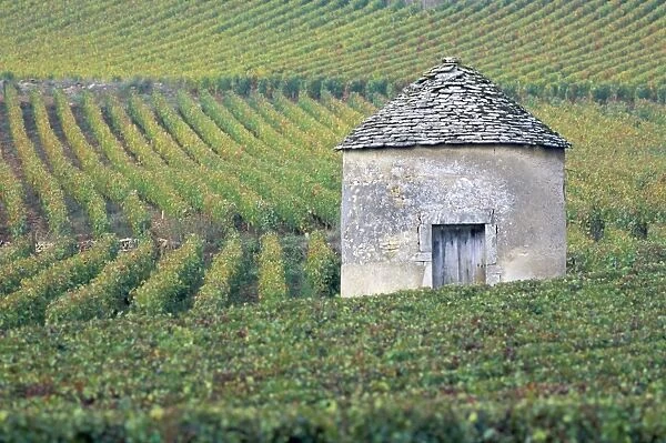 Vineyards, Cote d Or, Bourgogne (Burgundy), France, Europe