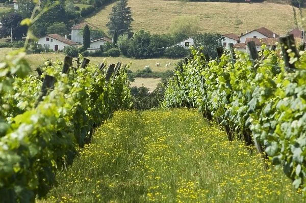 Vineyards in countryside near Saint Jean Pied de Port (St. -Jean-Pied-de-Port)