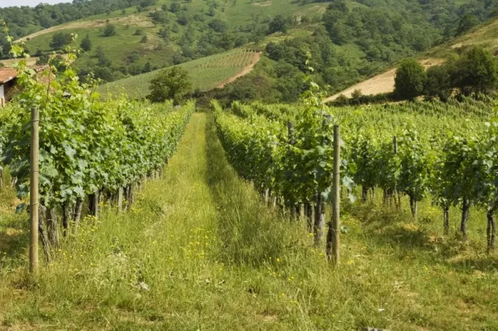 Framed Print : Vineyards in countryside near Saint Jean Pied de Port (St. -Jean-Pied-de-Port) Framed Print : Vineyards in countryside near Saint Jean Pied de Port (St. -Jean-Pied-de-Port)