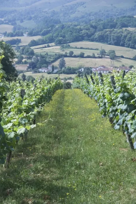 Framed Print : Vineyards in countryside near Saint Jean Pied de Port (St. -Jean-Pied-de-Port) Framed Print : Vineyards in countryside near Saint Jean Pied de Port (St. -Jean-Pied-de-Port)