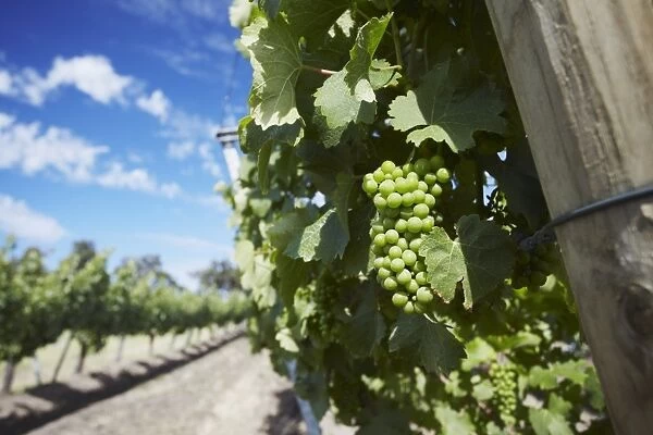 Vineyards of Cullen wine estate, Margaret River, Western Australia, Australia, Pacific