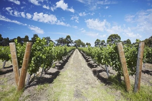 Vineyards of Cullen wine estate, Margaret River, Western Australia, Australia, Pacific