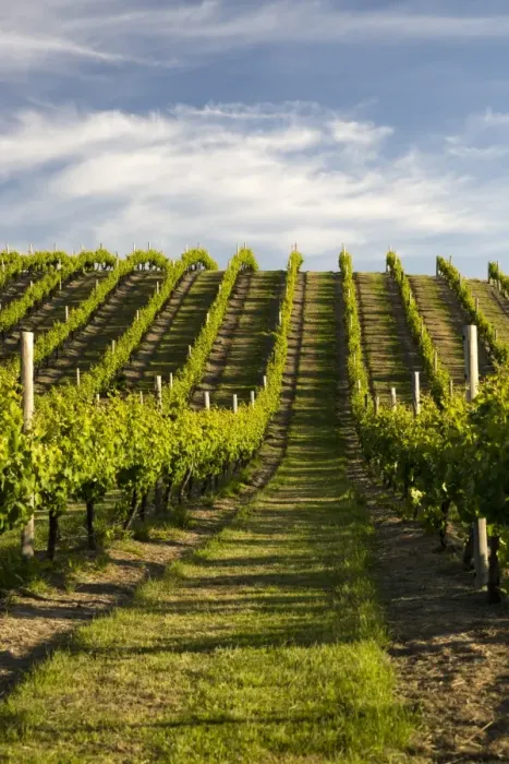 Framed Print : Vineyards along Delta Lake Heights Road, Renwick, near Blenheim, Marlborough region, South Island, New Zealand, Pacific Framed Print : Vineyards along Delta Lake Heights Road, Renwick, near Blenheim, Marlborough region, South Island, New Zealand, Pacific