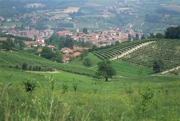 Vineyards around Dogliani
