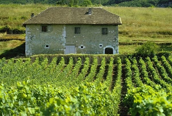 Vineyards and farm house near Jonjieux in Savoie in the Rhone Alpes, France