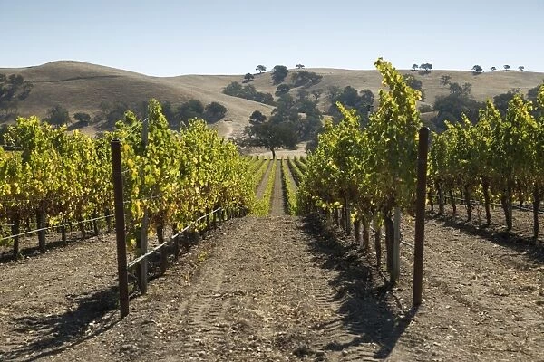 Vineyards and hills, near Los Olivos, Santa Ynez Valley, Santa Barbara County, California, United States of America, North America