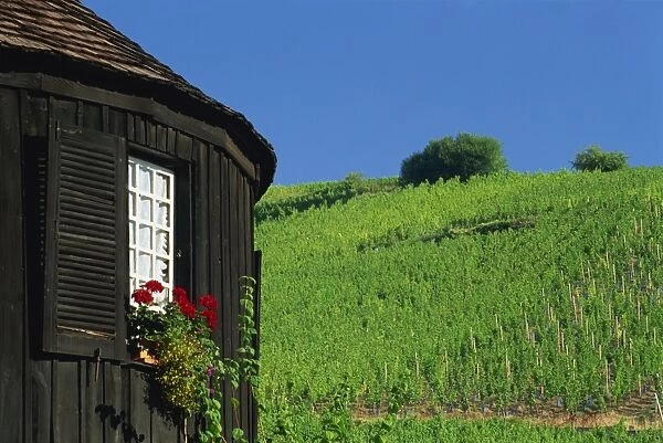 Vineyards on hillside behind circular timbered house, Riquewihr, Haut-Rhin