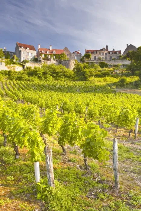 Framed Print : Vineyards below the hilltop village of Vezelay, Yonne, Burgundy, France, Europe Framed Print : Vineyards below the hilltop village of Vezelay, Yonne, Burgundy, France, Europe