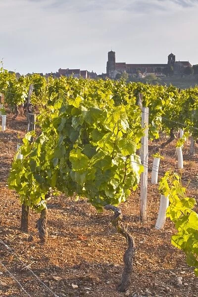 Vineyards below the hilltop village of Vezelay in Burgundy, France, Europe