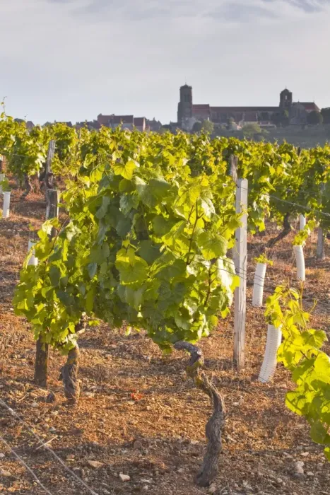 Framed Print : Vineyards below the hilltop village of Vezelay in Burgundy, France, Europe Framed Print : Vineyards below the hilltop village of Vezelay in Burgundy, France, Europe