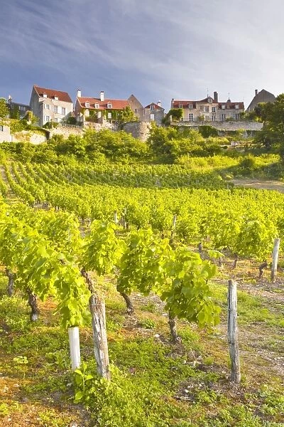 Vineyards below the hilltop village of Vezelay, Yonne, Burgundy, France, Europe